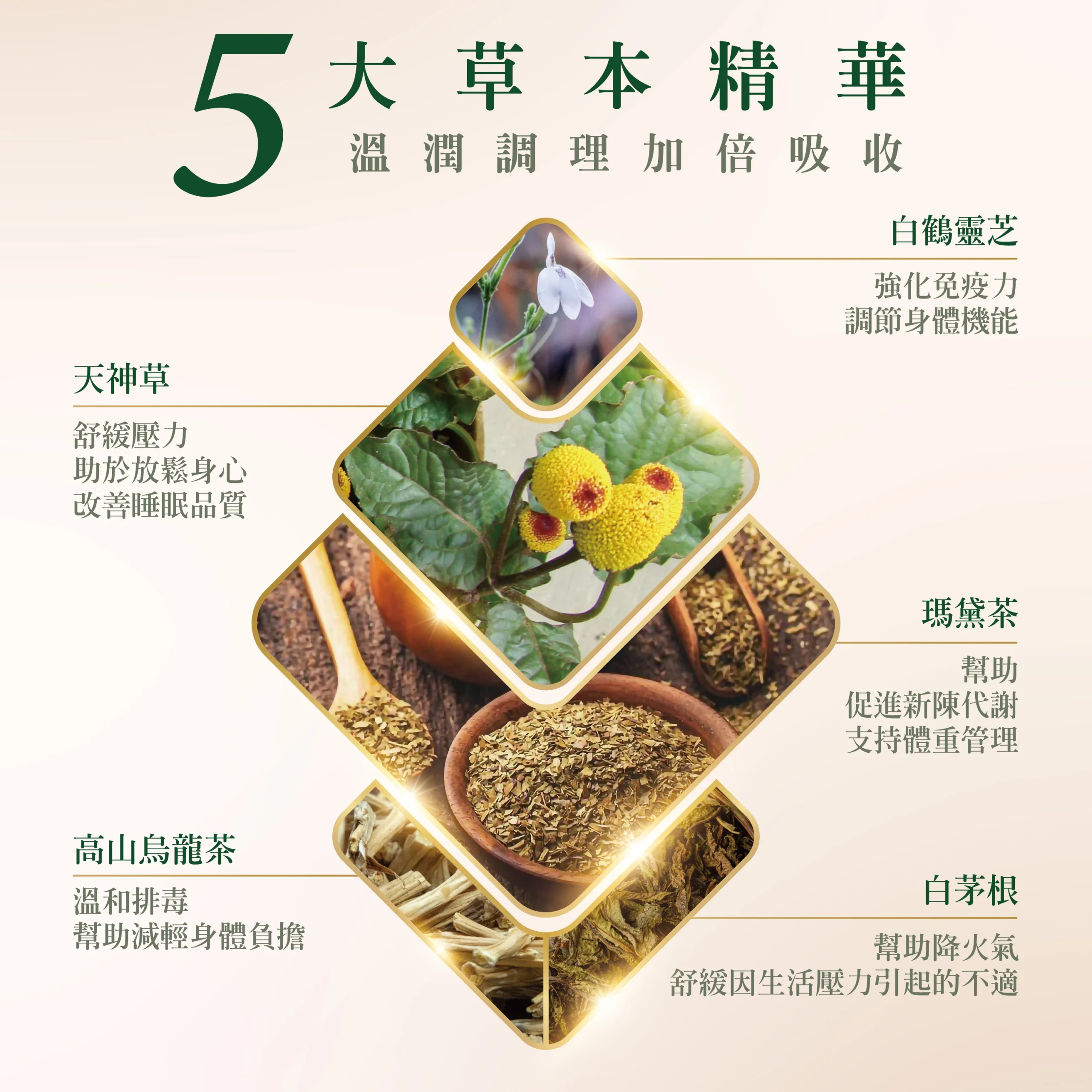THC14-product-2 天泉野草 健康草本飲品 商品主圖